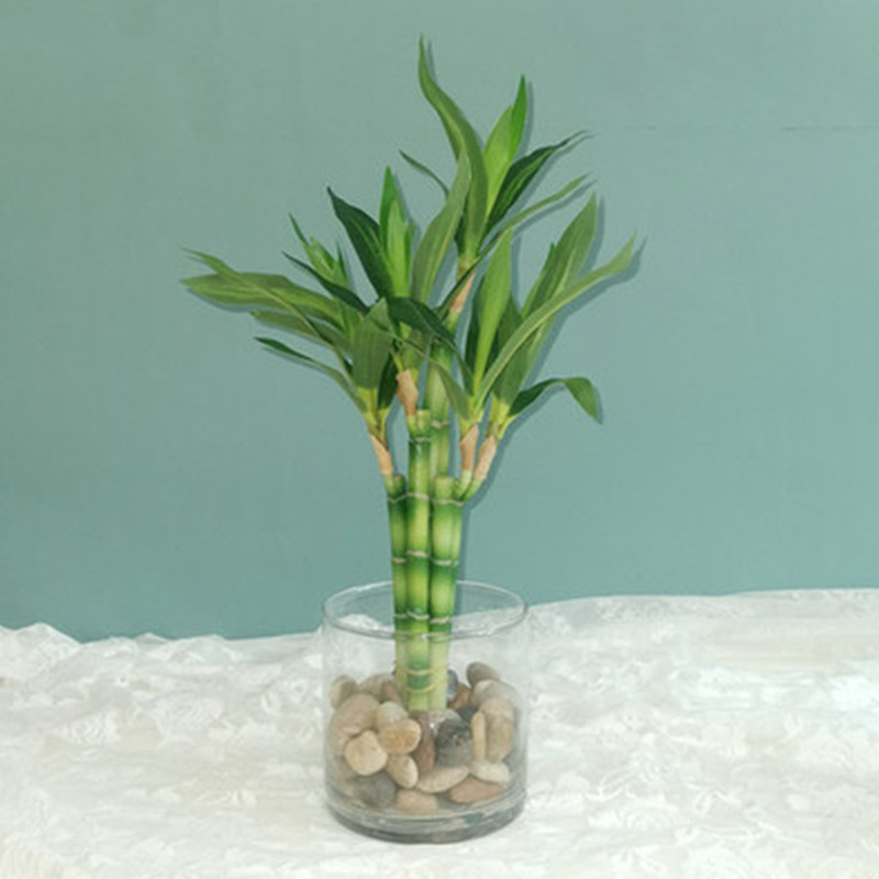 Echeveria Succulent - New 40cm Artificial Lucky Bamboo Succulent