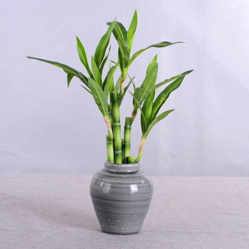 New 40cm Artificial Lucky Bamb - Echeveria Succulent ulasan dan harga
