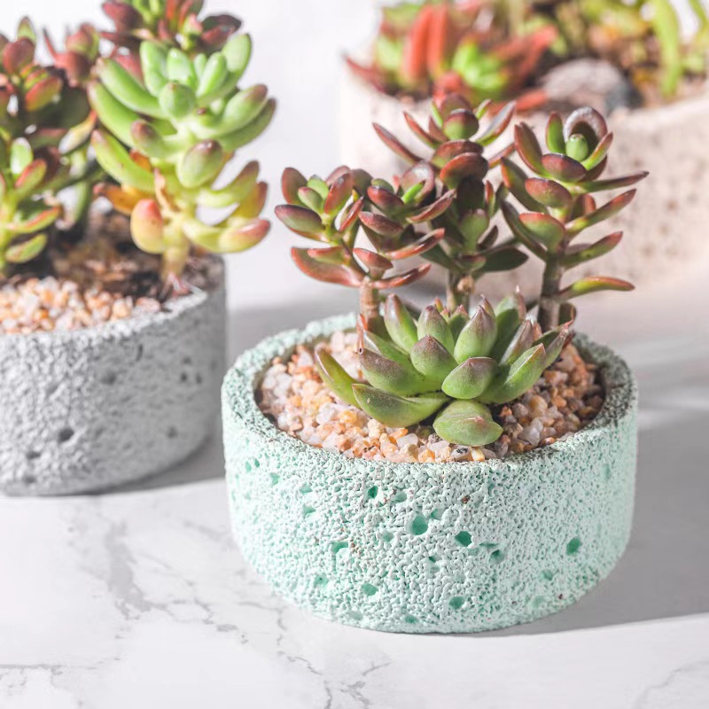 Nordic cement flowerpot simple - Echeveria Succulent ulasan dan harga
