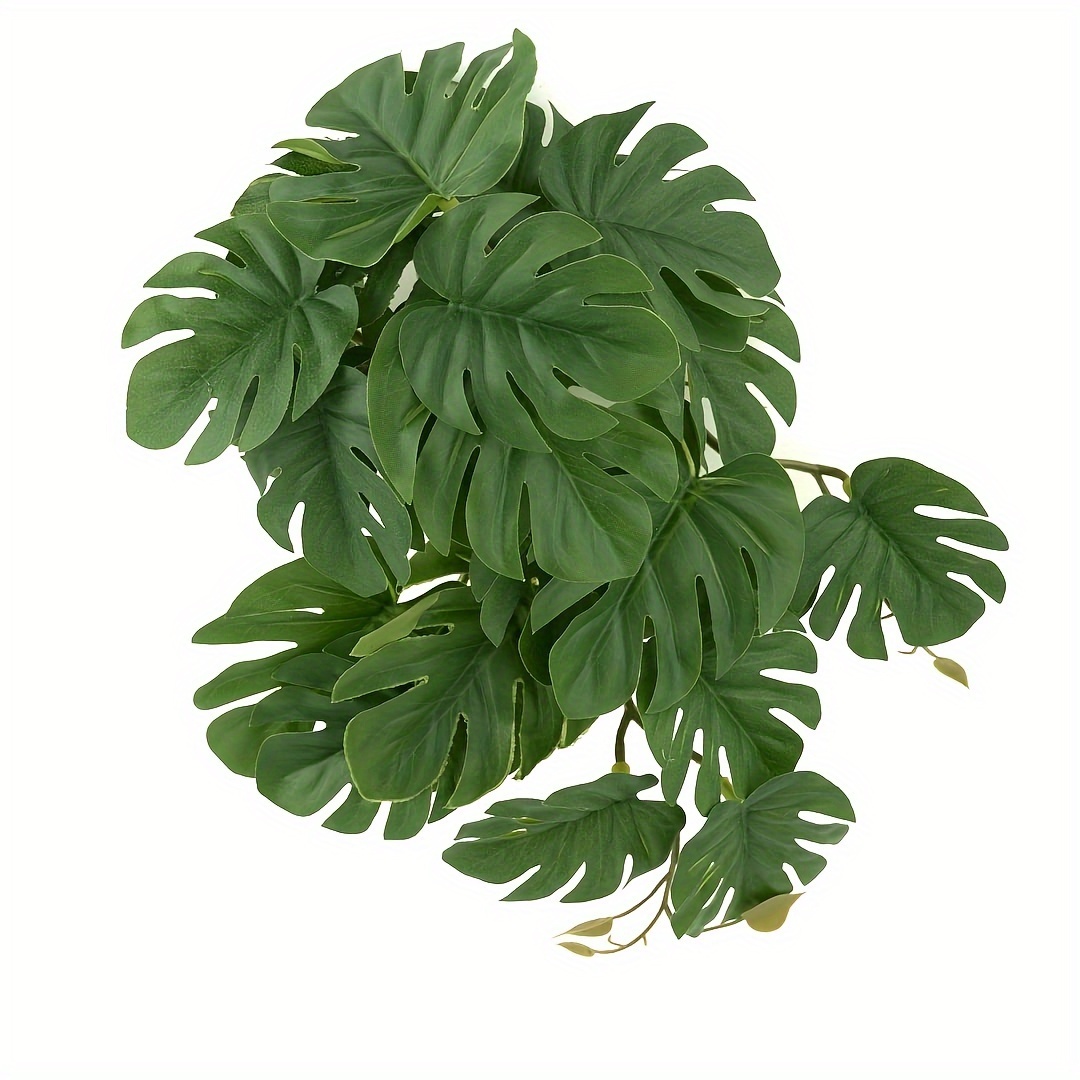 Reptile Plants for Terrarium A - Monstera Adansonii ulasan dan harga