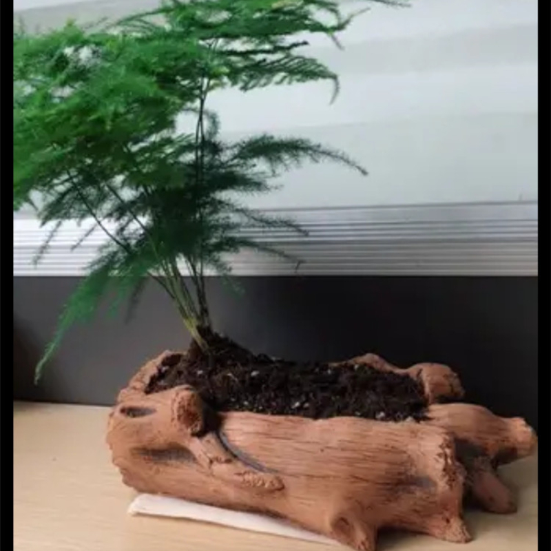 Imitation Wooden Stakes Tree R - Echeveria Succulent ulasan dan harga